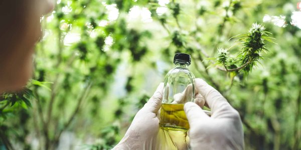 L'huile de cbd contre la douleur : mode d'emploi